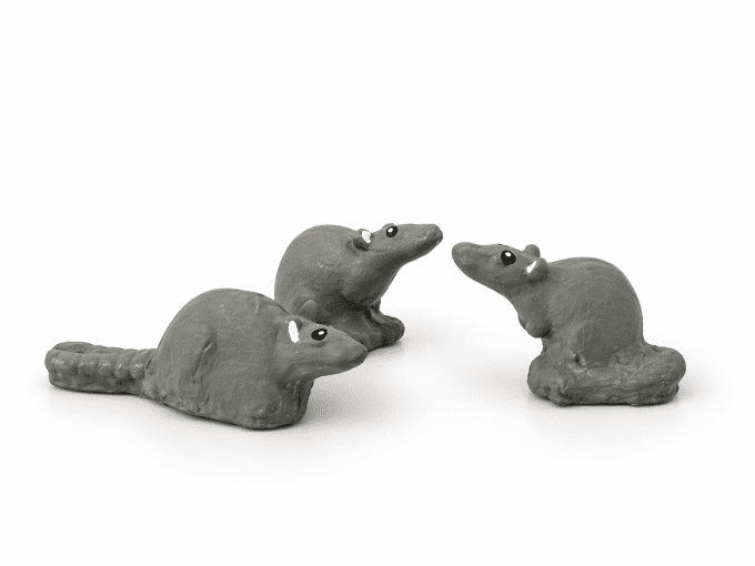 Chasseur de rats et les rats