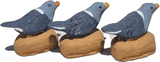 Pigeon