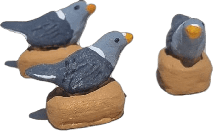 Pigeon