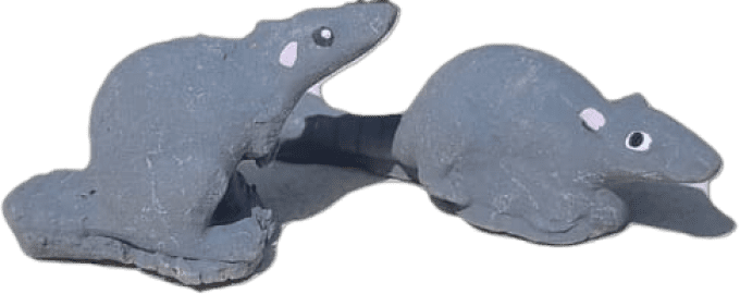 Rat